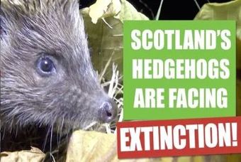 Scotland's Hedgehogs Are Facing Extinction! The Scotland Channel investigates the rapid decline of Scotland’s hedgehog population and what’s being done to save them as they head towards extinction. Narrated by Lewis McKinlay.