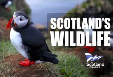 Join us as we discover that there's more to Scotland's wildlife than majestic stags and Golden Eagles. With stunning footage and outstanding landscapes, this is a film for all who love our natural world.