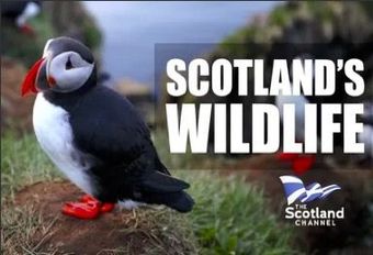 Scotland's Wildlife Join us as we discover that there's more to Scotland's wildlife than majestic stags and Golden Eagles. With stunning footage and outstanding landscapes, this is a film for all who love our natural world.