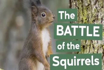 The Battle Of The Squirrels Scotland is home to the majority of Britain's surviving native red squirrel population. But will the battle to save them from invasive grey squirrels halt their decline and reverse their fortunes?