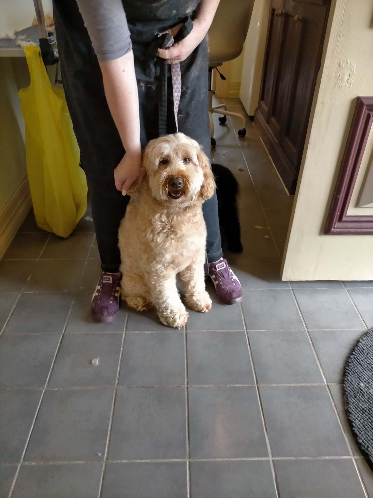 Dog Groomer, Pet Grooming Services All 4 Pets Grooming