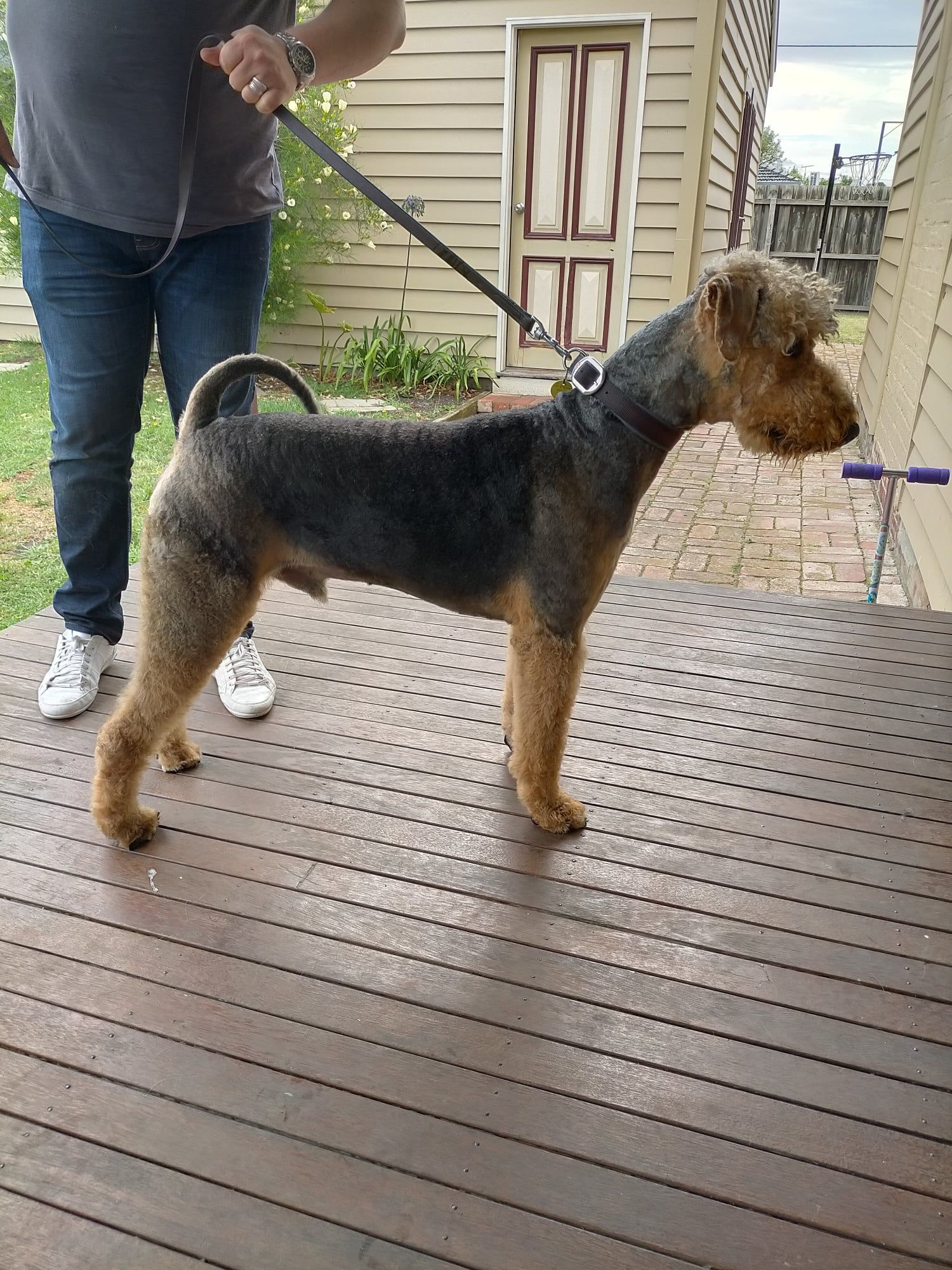 Dog Groomer, Pet Grooming Services All 4 Pets Grooming