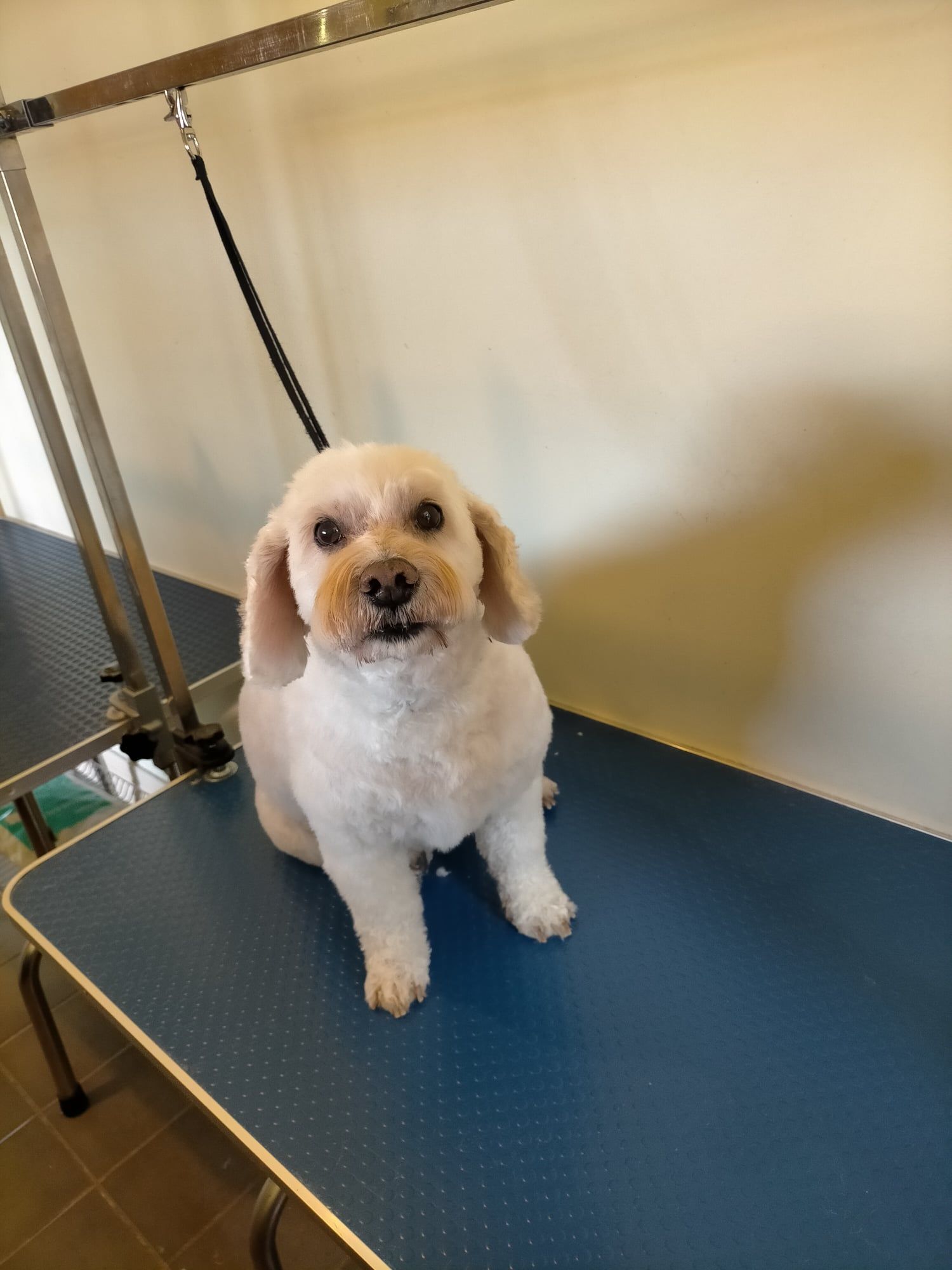 Dog Groomer, Pet Grooming Services All 4 Pets Grooming