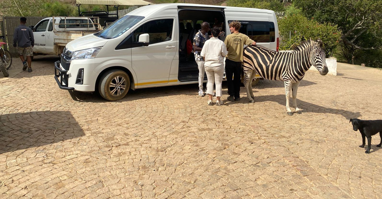 A group of people are standing next to a zebra in front of a van.