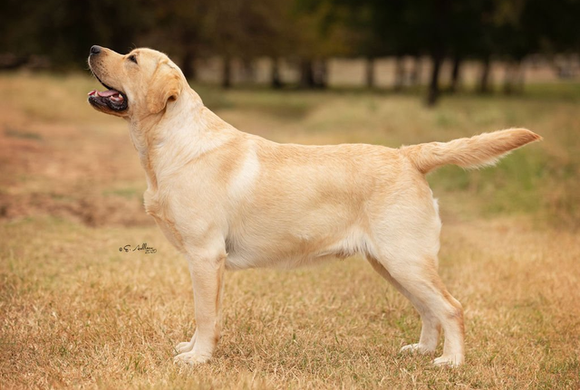 Cloveru クローバル　Labrdor retriever リバースウィーブ GIRLS | plumcreekretreivers