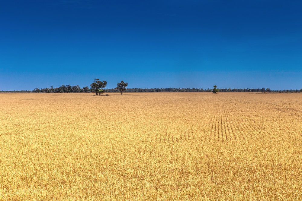 A Large Field of Wheat with A Blue Sky in The Background— Every Occasion Catering in Moree, NSW