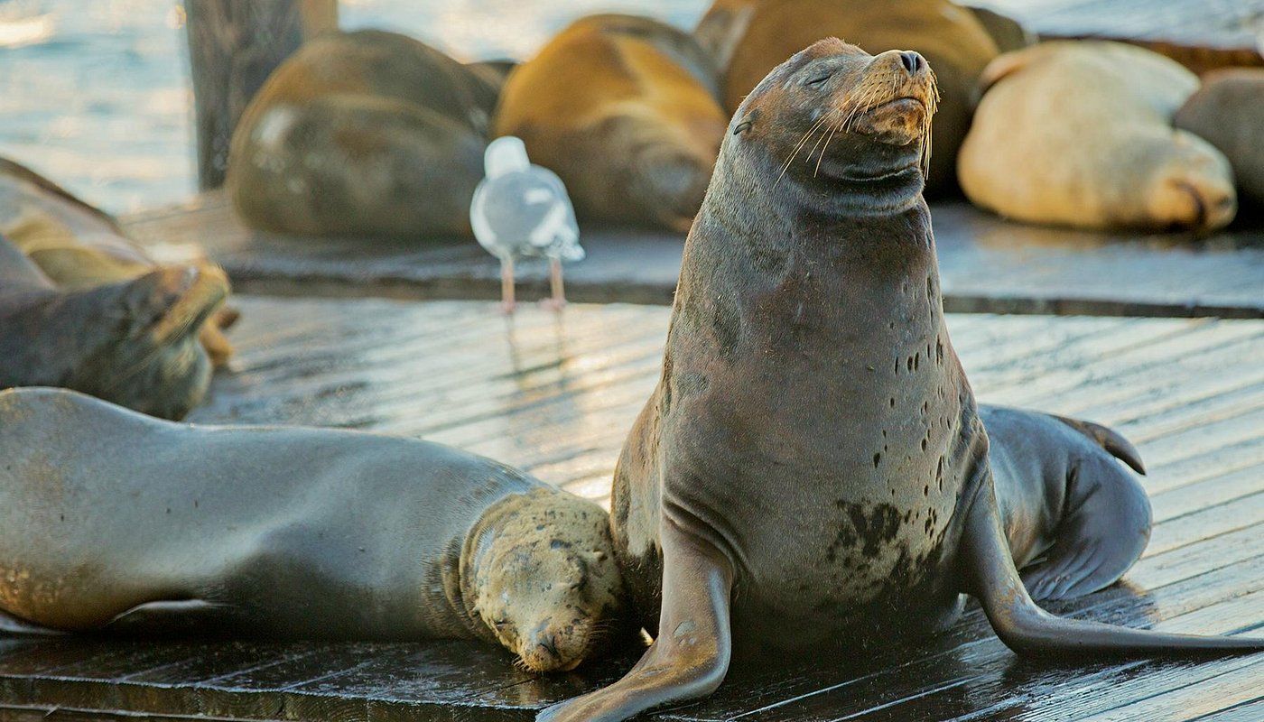 A group of seals are laying on a wooden dock.