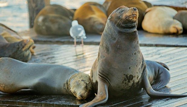 A group of seals are laying on a wooden dock.