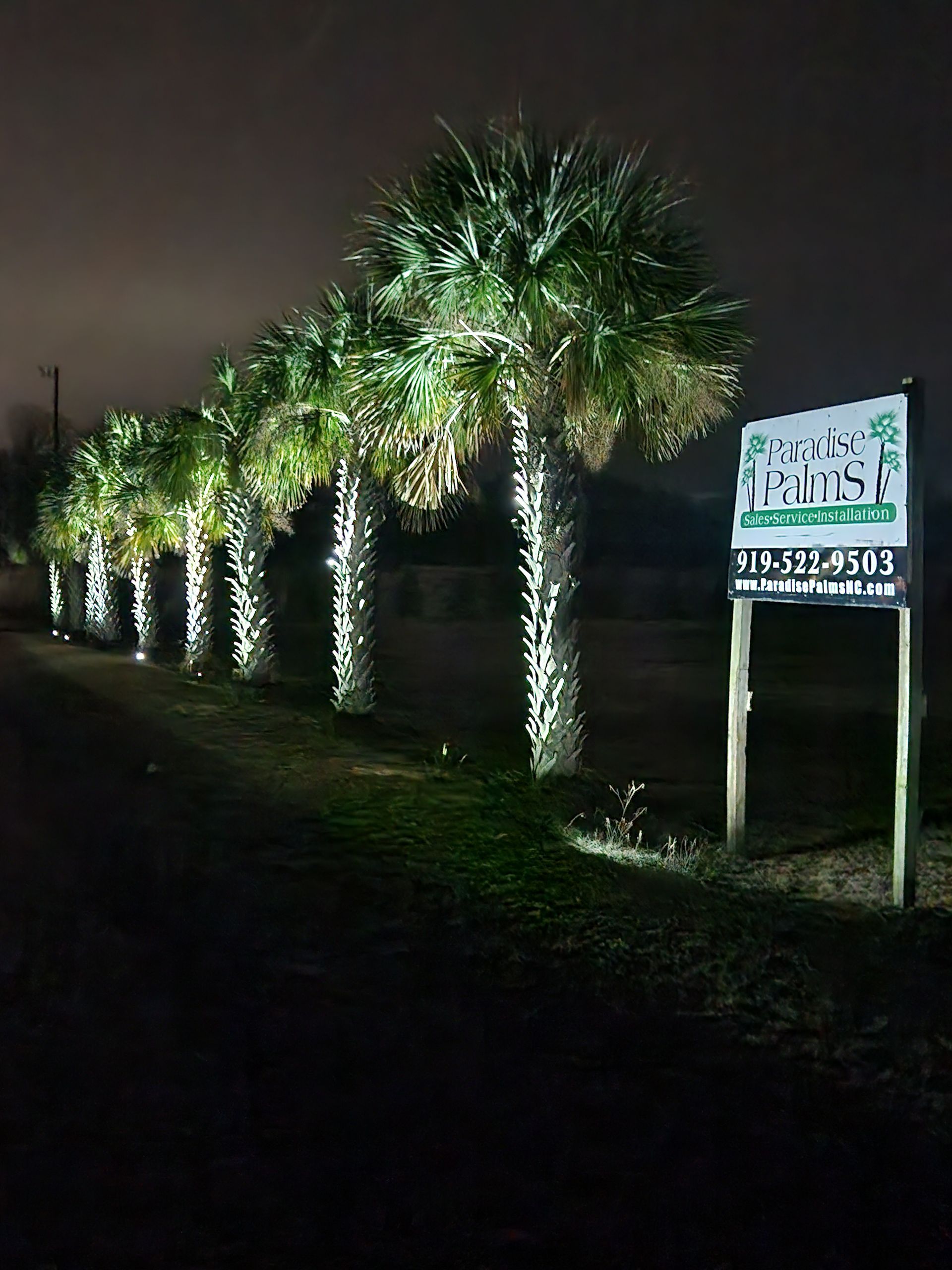 Night scene of lit palm trees along a road beside a sign on posts