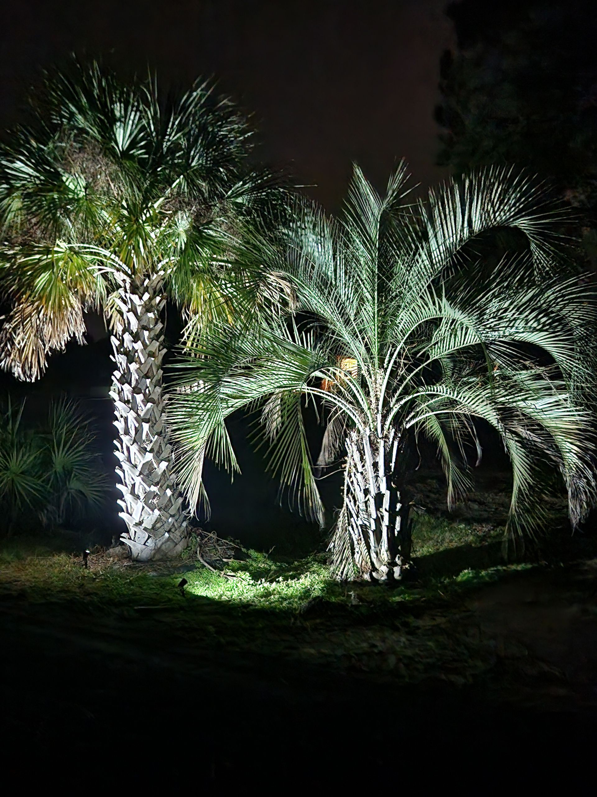 Palm trees lit by spotlights at night in a dark garden
