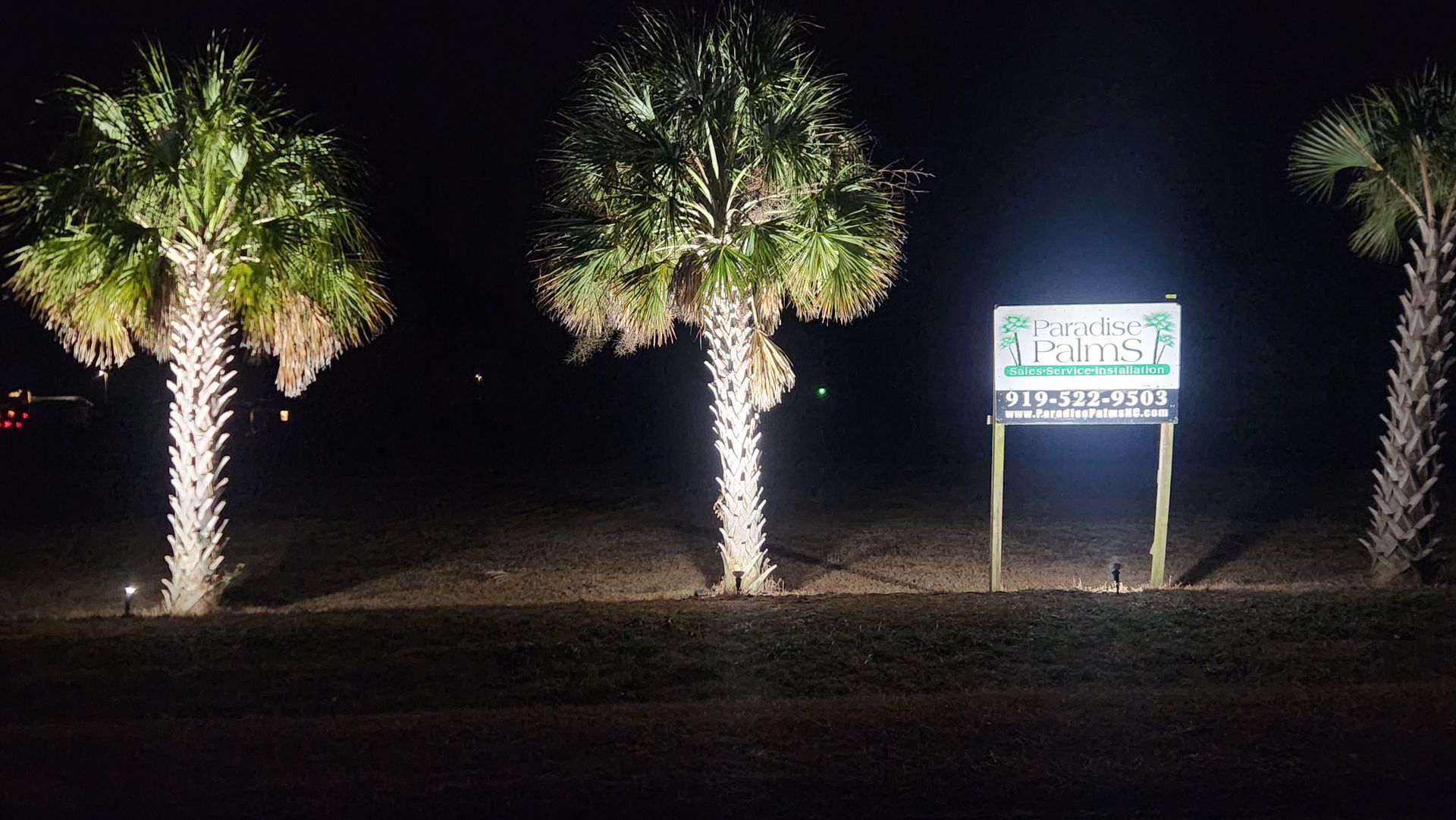 Lit palm trees at night beside a bright roadside sign.