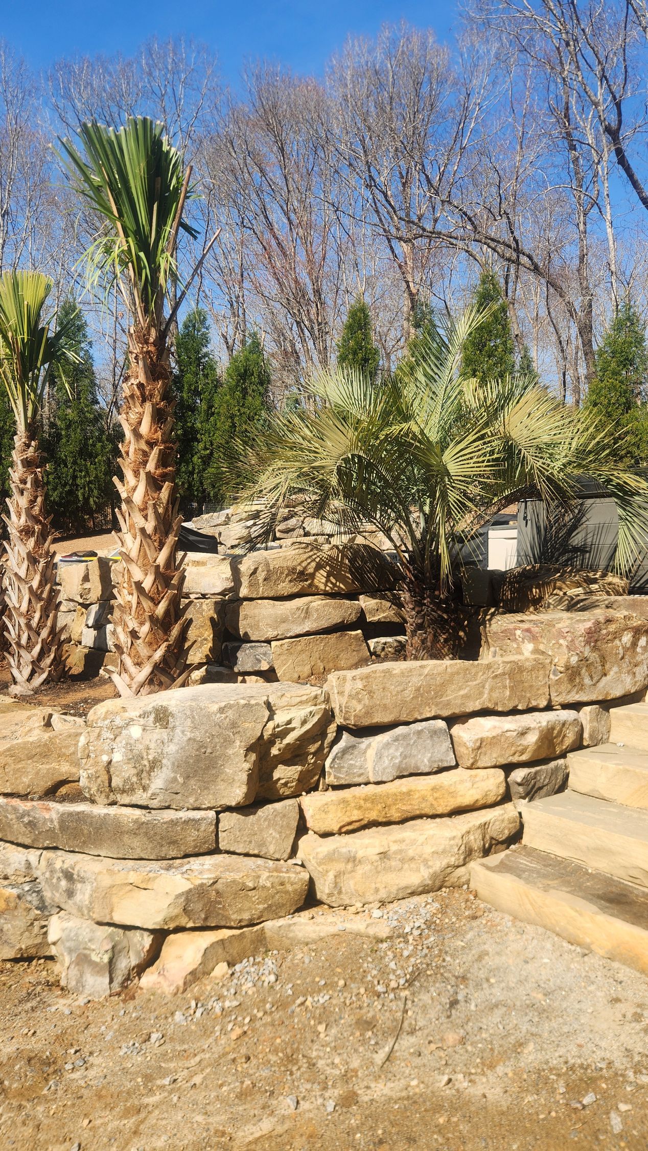 Terraced stone steps in a dry garden with palm trees and leafless trees under a clear blue sky