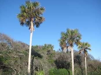 Tall palm trees against a blue sky above a wooded hillside
