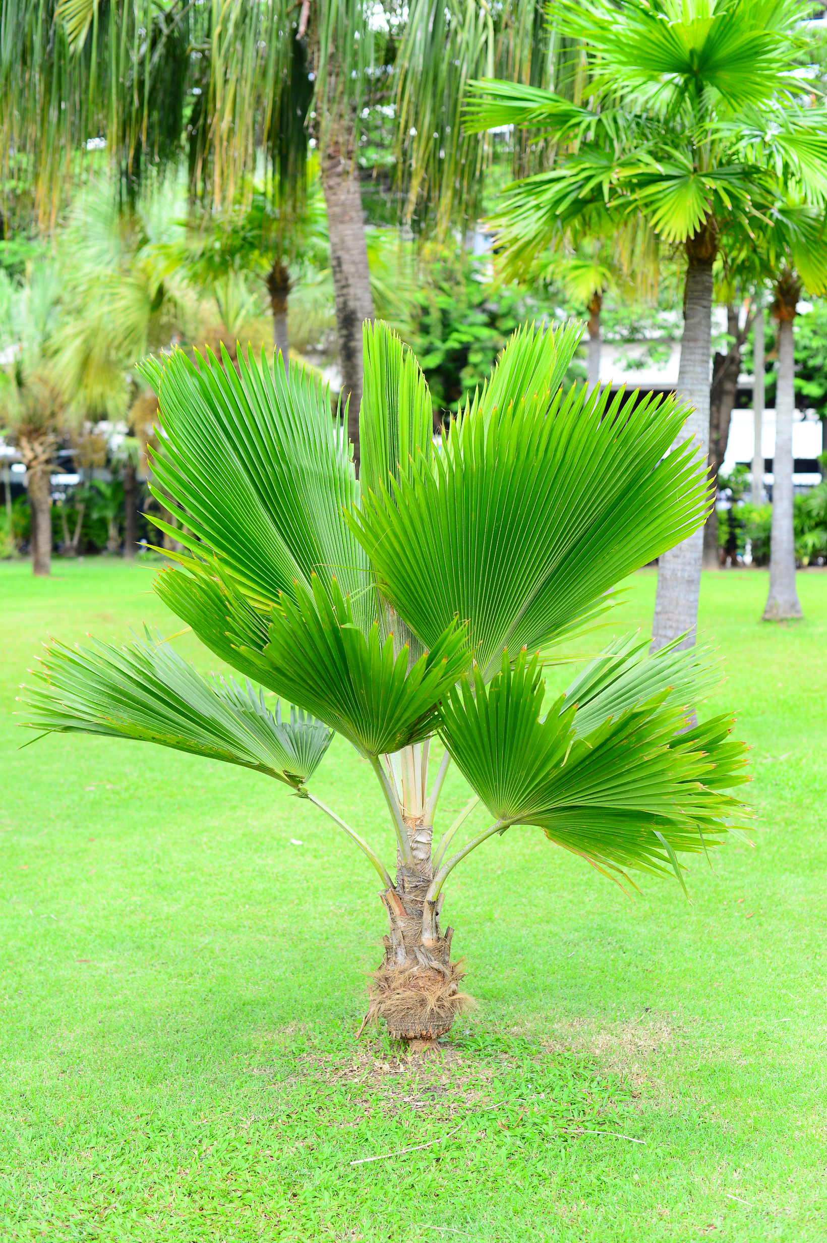 White tree service truck with a crane parked on gravel, in front of a house, under a cloudy sky.