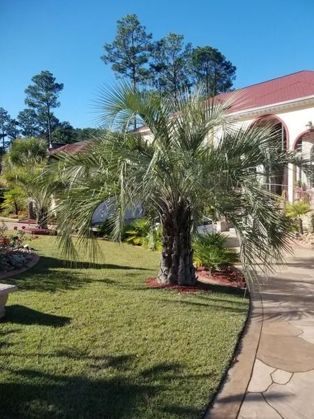 Palm tree in a sunny landscaped yard beside a white building with a red roof and walkway.
