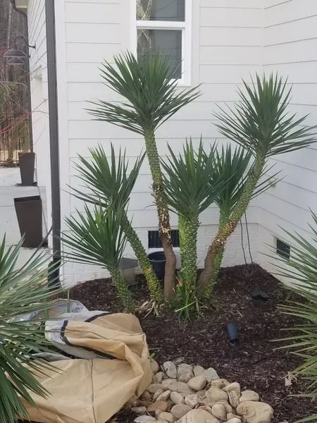 Small palm-like plants in a mulched garden bed beside a white house exterior.