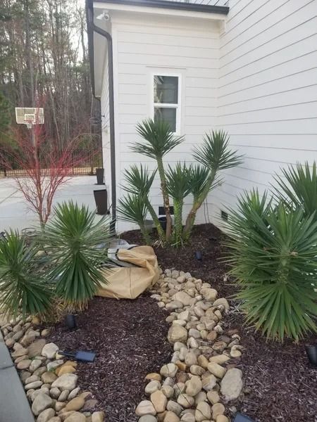 Front yard rock garden with small palm-like plants beside a white house and a driveway basketball hoop