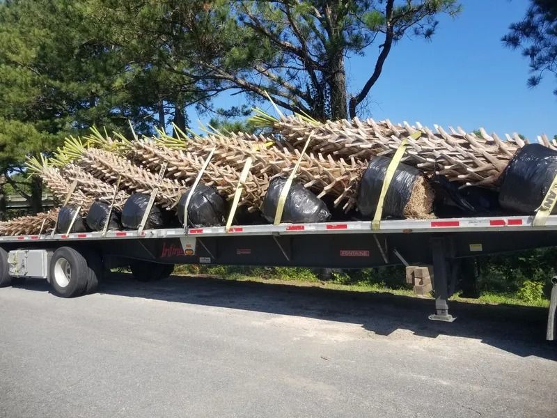 Flatbed truck carrying a large bundle of cut tree branches on a roadside under a clear blue sky
