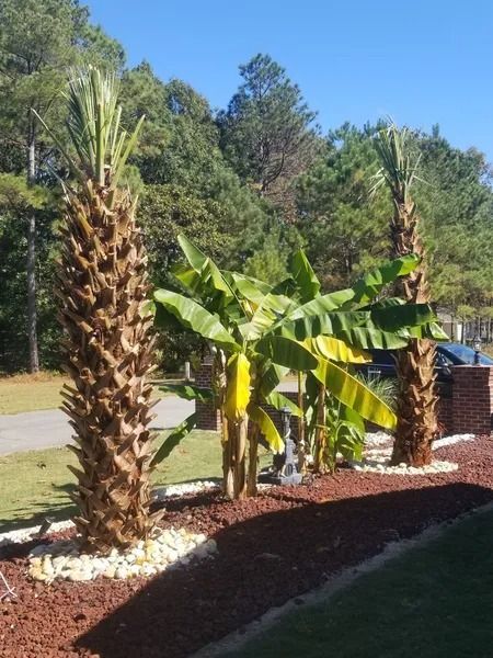 Landscaped garden with palm trees and banana plants beside a driveway under a clear sky