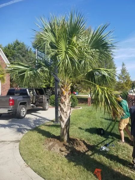 Person planting a small palm tree beside a driveway in a sunny suburban yard