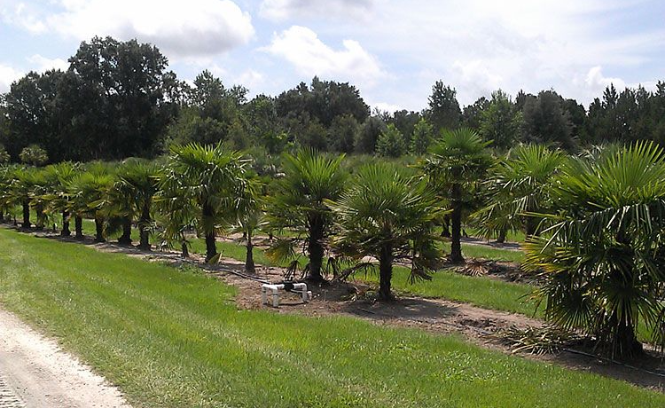 Rows of palm trees in a landscaped green garden beside a road under a bright sky