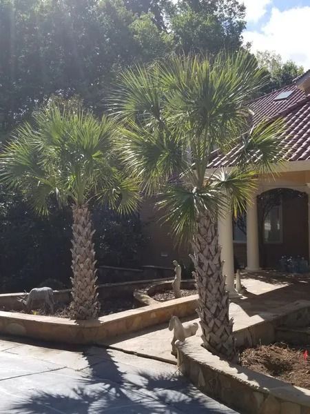 Two palm trees by a stucco house with a tiled roof and sunny courtyard garden