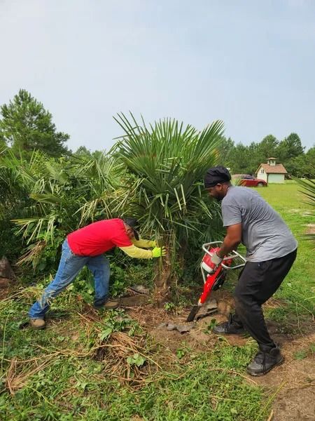 Two people using a red chainsaw to clear brush around a palm tree in a grassy field.
