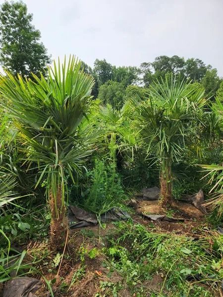 Young palm-like trees growing in a lush green nursery field under an overcast sky