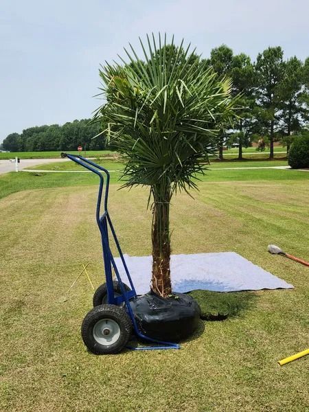 Potted palm tree on a hand truck on a grassy field with a white mat nearby.