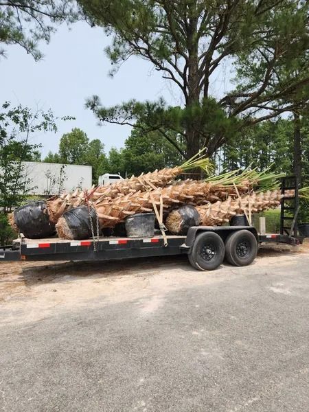 Flatbed trailer loaded with long tree trunks parked on a dirt lot under trees.
