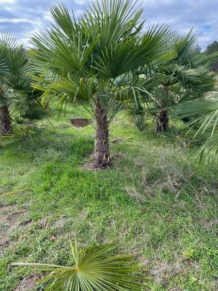 Small palm tree in a grassy field, with a cloudy sky and other palms in the background