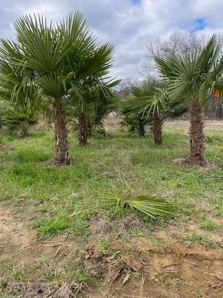 Palm trees in a grassy field under a cloudy sky