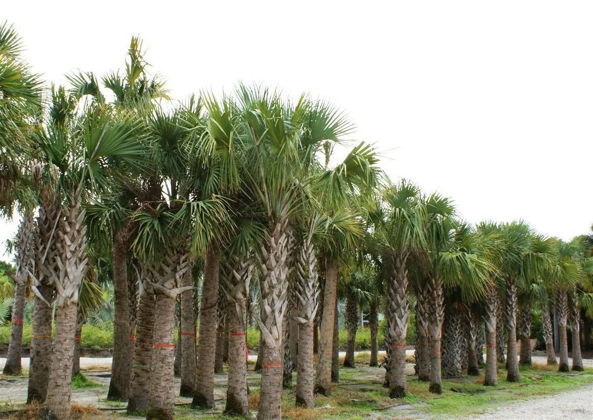 Rows of palm trees in a landscaped outdoor nursery or grove, with a dirt path on the right.