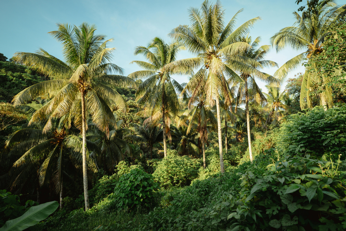 Red wood chipper on a trailer, parked on grass.  Orange cone in front, with utility trucks in the background.