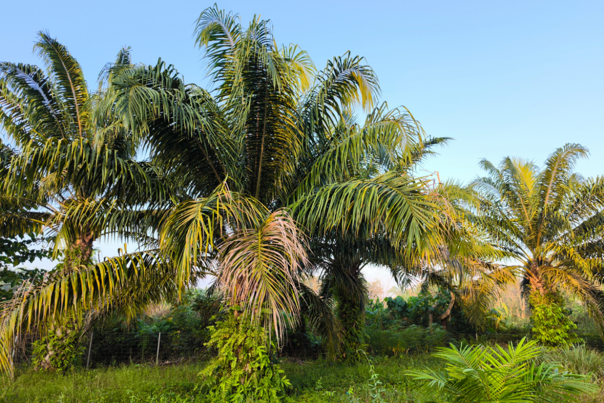 Tree trimming crew using a lift bucket to cut branches near power lines, with a red truck and chipper on a driveway.