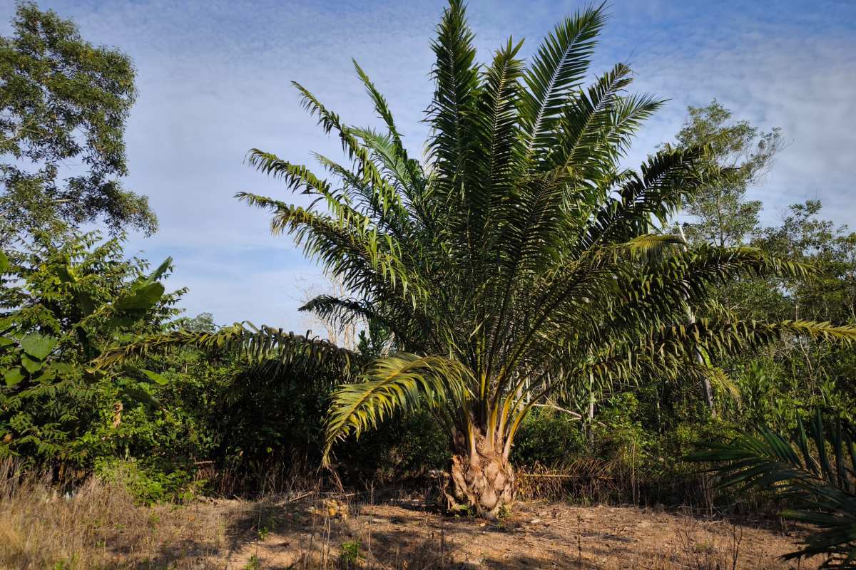 Logs and stumps in a yard after tree removal; green tractor in foreground, trees and houses in the background.