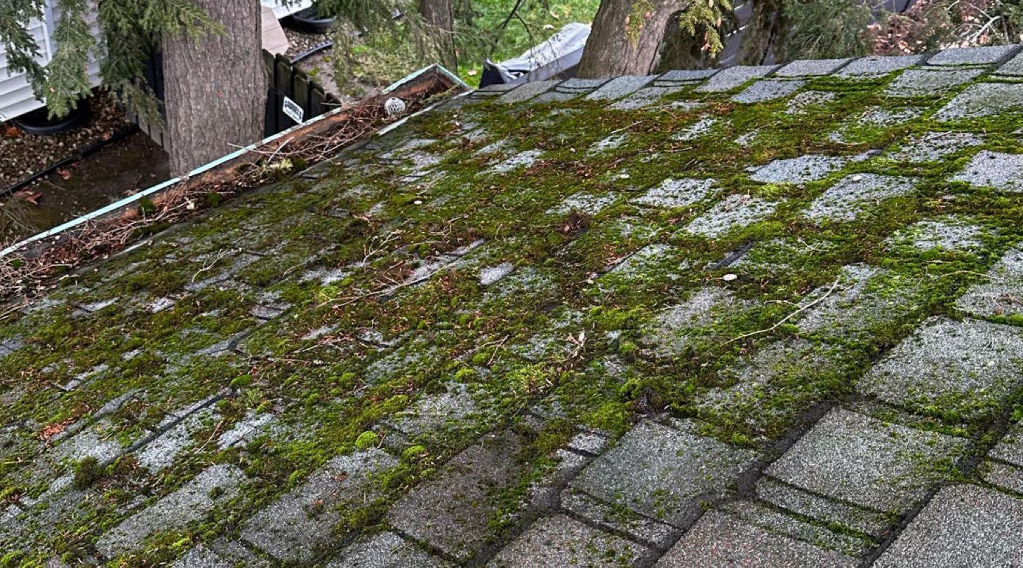 Mossy Roof Before