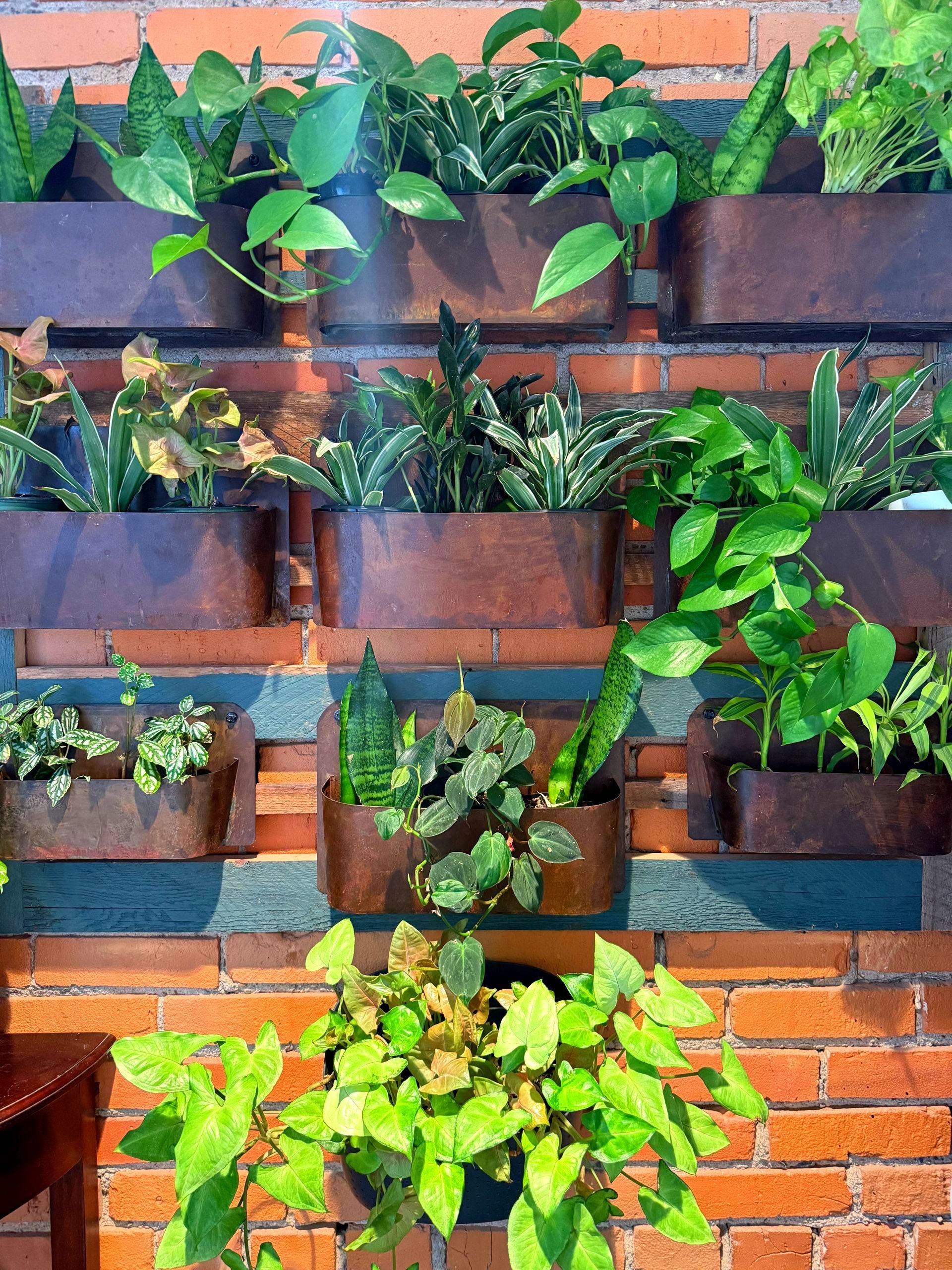 A jungle of lush green plants inside Leaf + Quiet plant boutique in Missoula, Montana