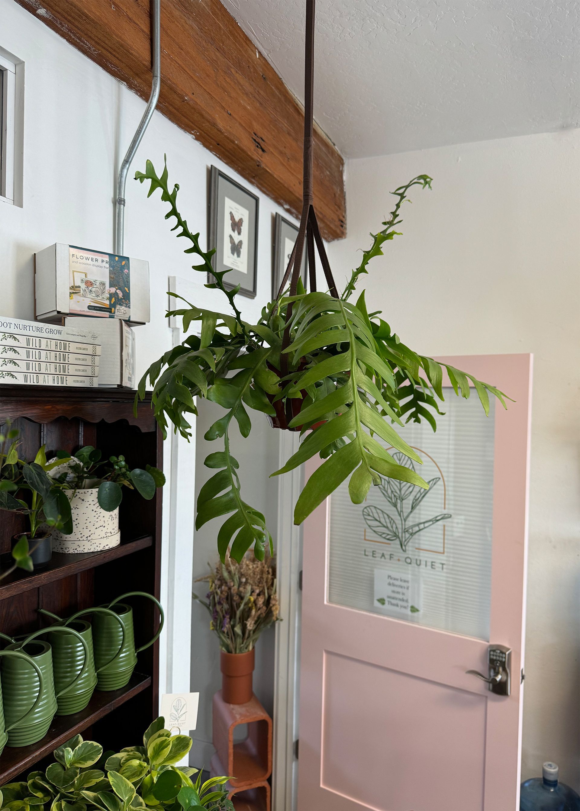 A hanging potted plant is hanging from the ceiling in a room.