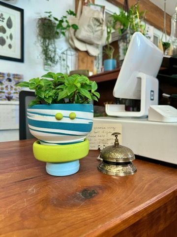 The checkout desk at Leaf + Quiet in Missoula, Montana features a cute blue and chartreuse plant pot with eyes holding a pepperonia plant