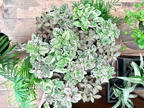 Varigated leaves of various house plants make a unique presentation at Leaf + Quiet in Missoula, MT