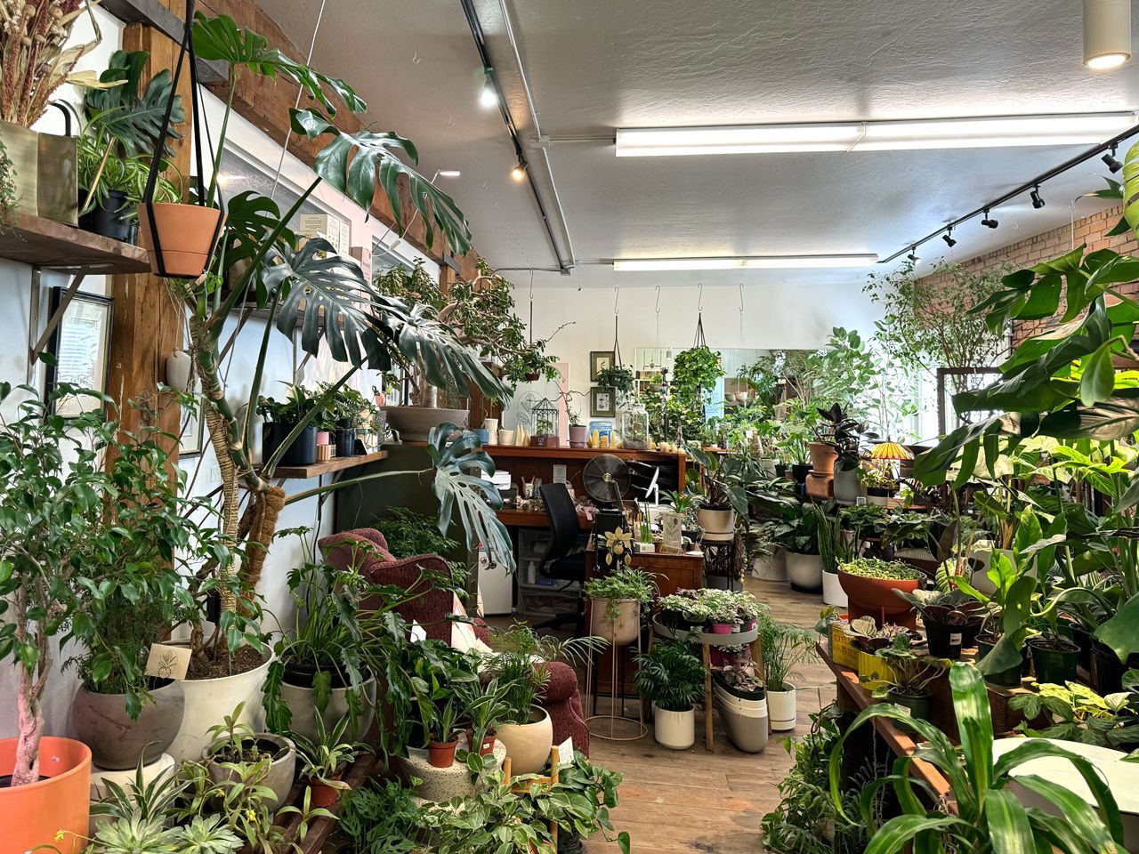 A jungle of lush green plants inside Leaf + Quiet plant boutique in Missoula, Montana