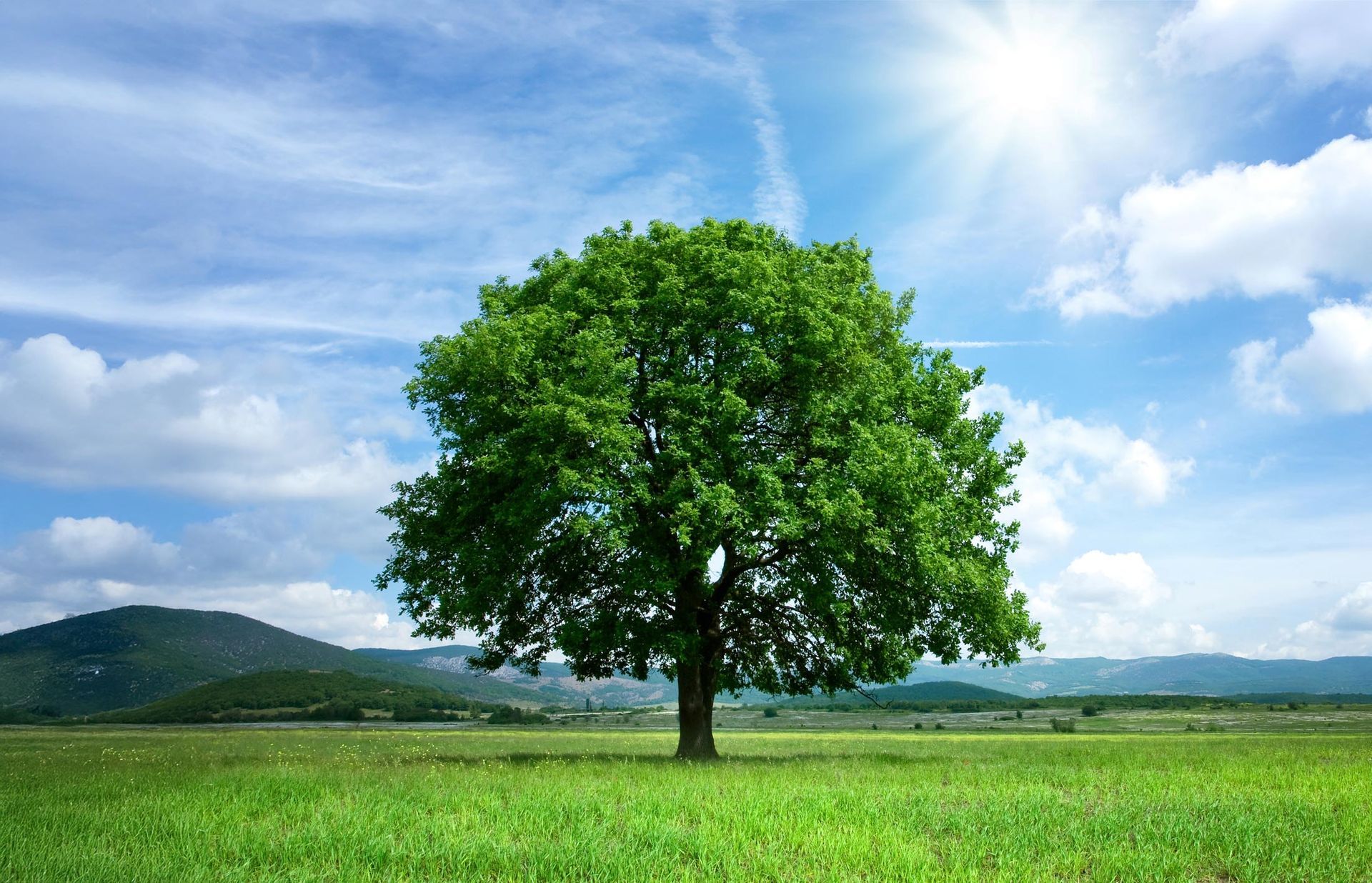 Tree in a green field, sunny day with blue sky and clouds, mountains in the background.