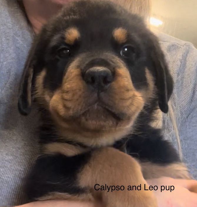 Calypso pup of 
Spartan Rottweilers