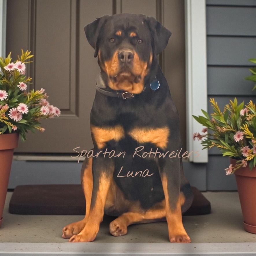 Spartan Rottweilers female
