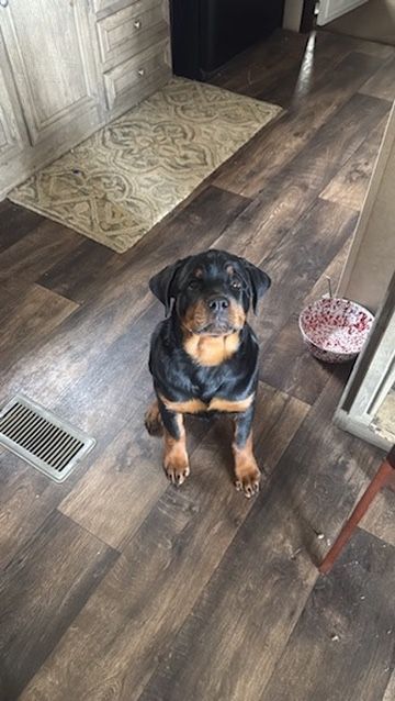 Spartan Rottweilers Andromeda puppy