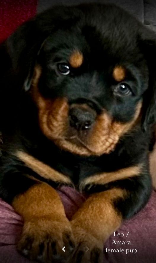 Spartan Rottweilers Amara Puppy up close