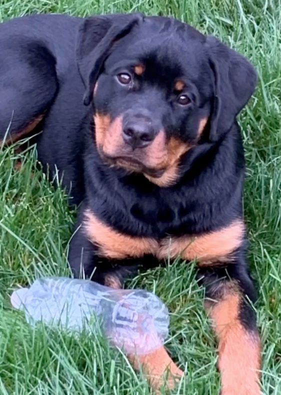 Spartan Rottweilers Andromeda puppy eye to eye