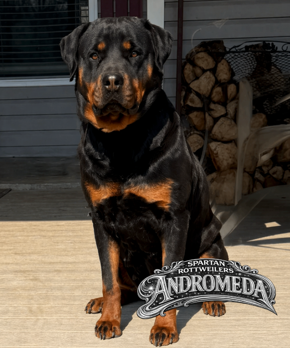 Leo - Male Rottweiler of Spartan Rottweilers