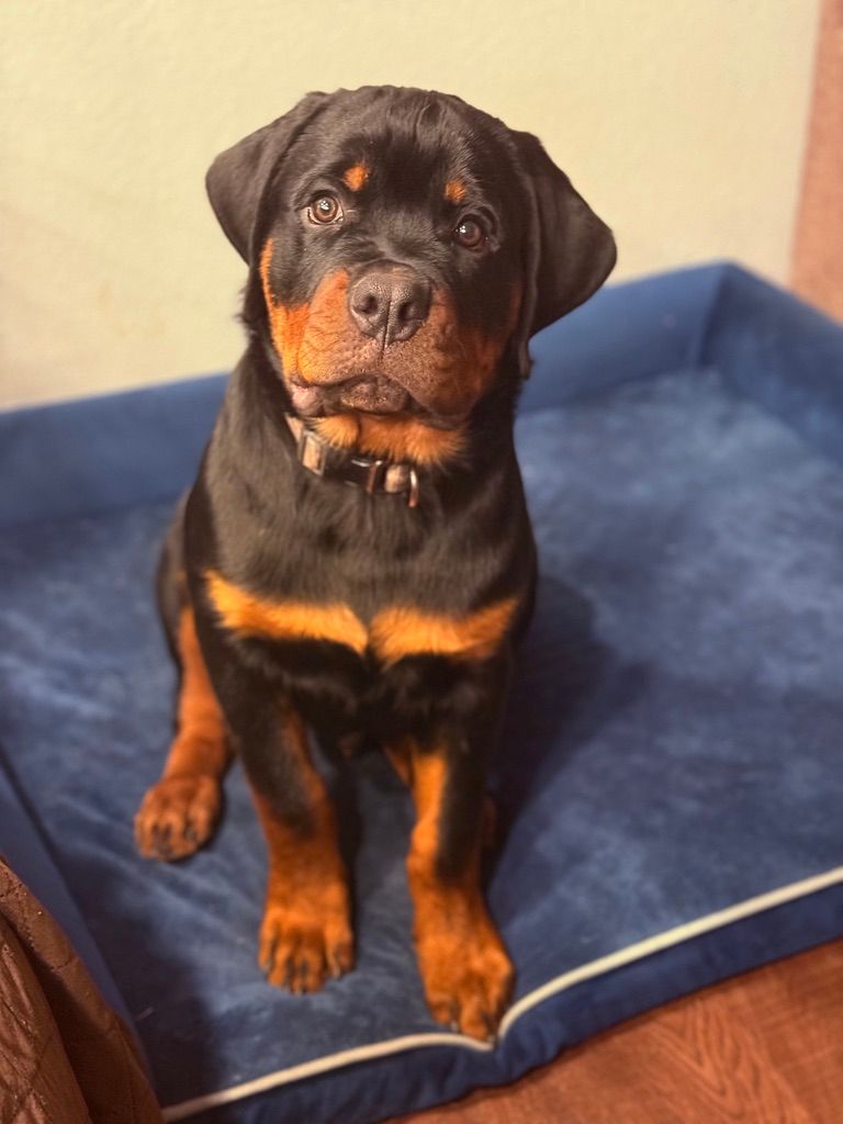 Spartan Rottweilers Amara Puppy just needs a bow tie